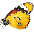 https://plutospalspetcare.com/wp-content/uploads/2019/08/butterfly.png
